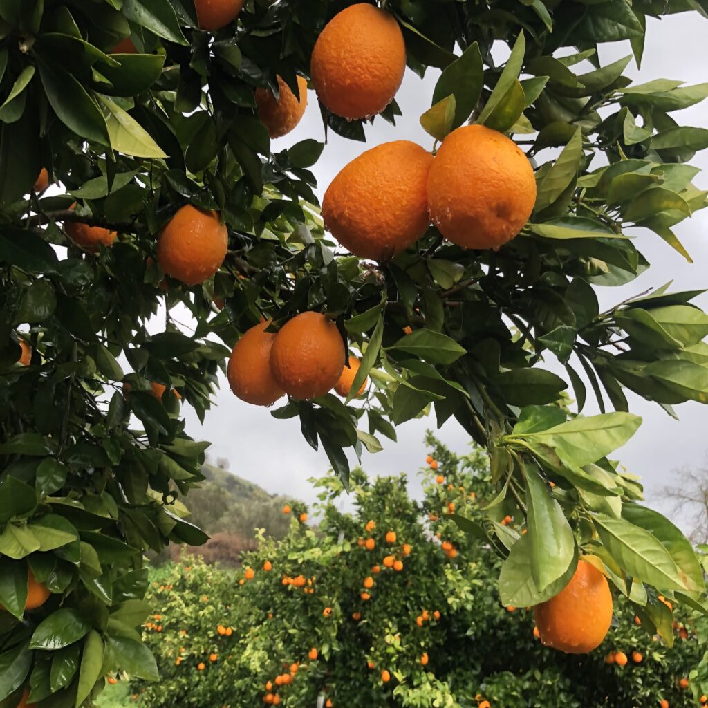 Orange garden