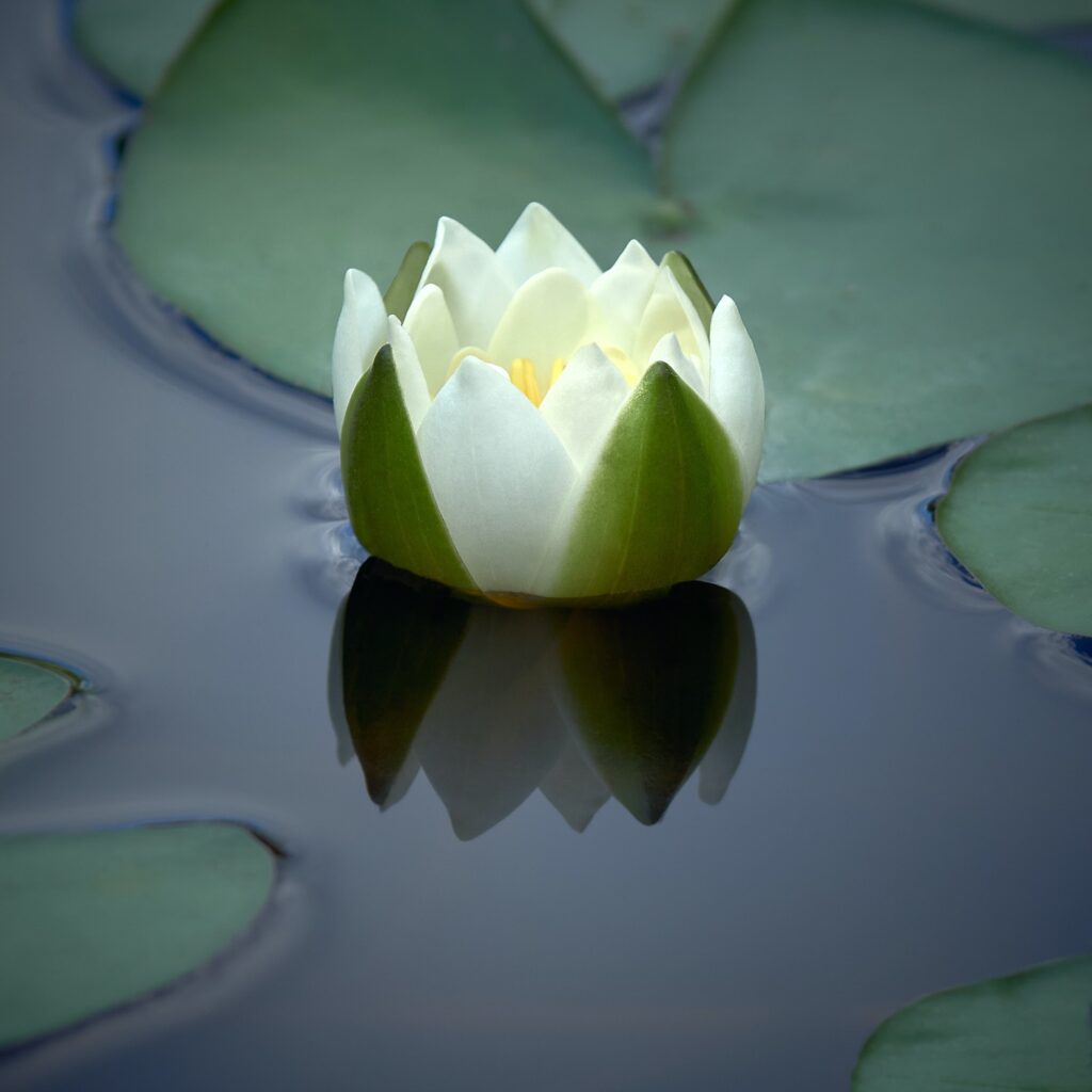 White water lily.