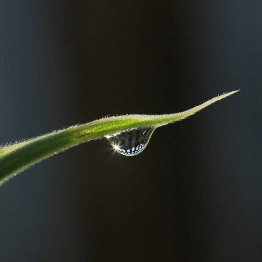 Water drop